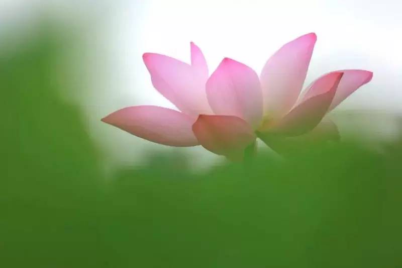 荷花依然淡淡香,走过四季荷花依然香下一句