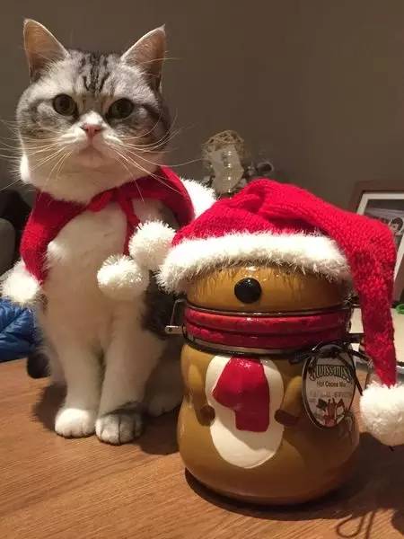 如小果专访：菲比和她家的肉丝！