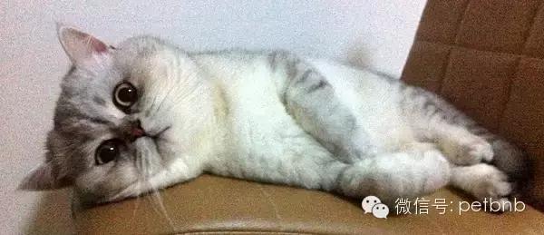 养一只吃货猫是怎样的体验,养一只贪吃的猫是什么感觉