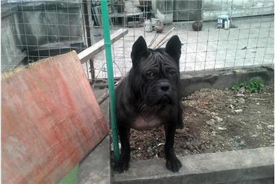 真中华田园犬,川东猎犬在中国猛犬排第几