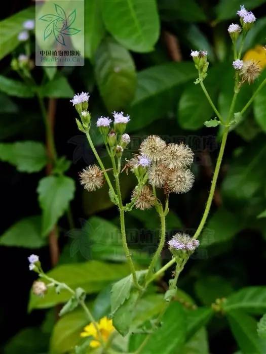 植物傻傻分不清,植物界的姐妹花