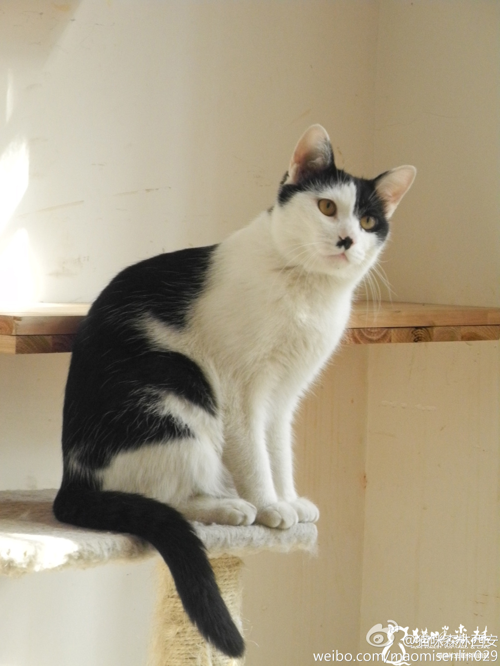 西安还有这么一个地方可以让你被猫咪围绕,享受当铲屎官的感觉