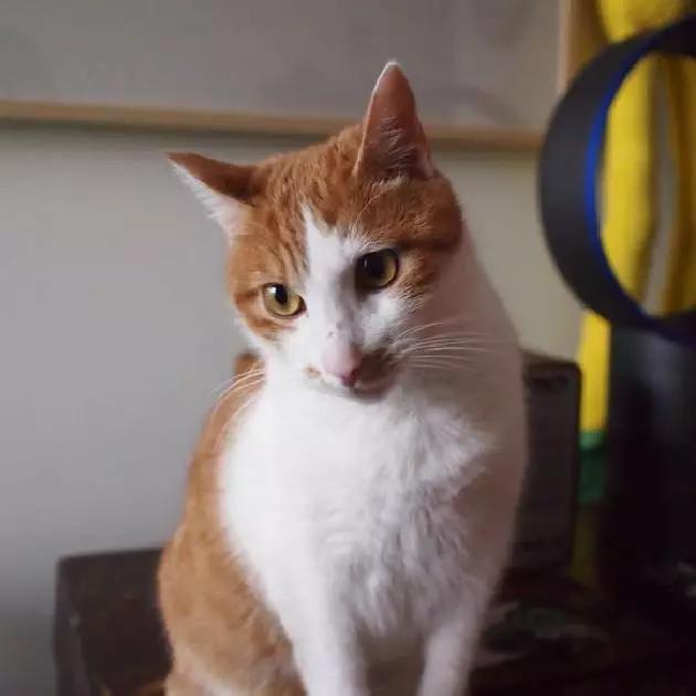 「3月上海领养」给流浪的它们一个温暖的家！