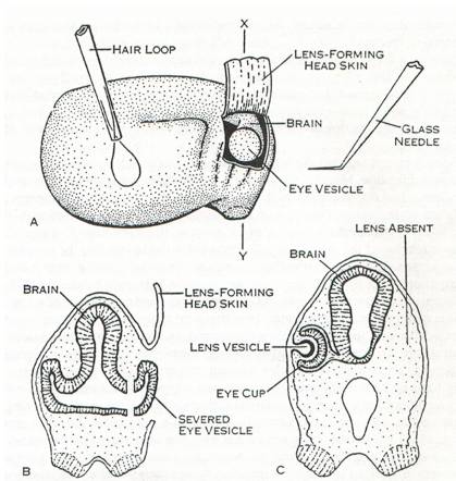 饶毅华大基因,饶毅和饶兵