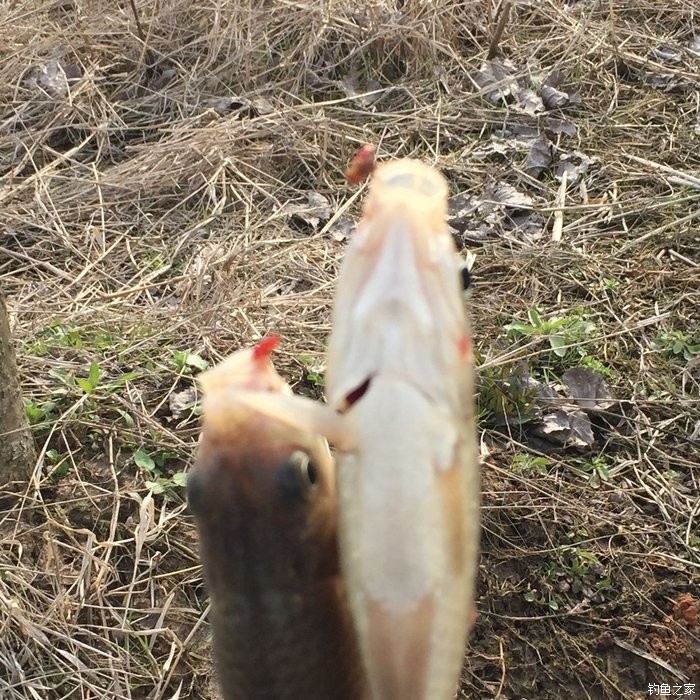 春天钓鲫鱼,春天钓黑坑新鱼