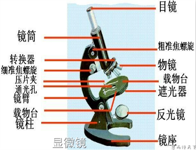 显微镜的简单易懂原理,显微镜的构造及使用