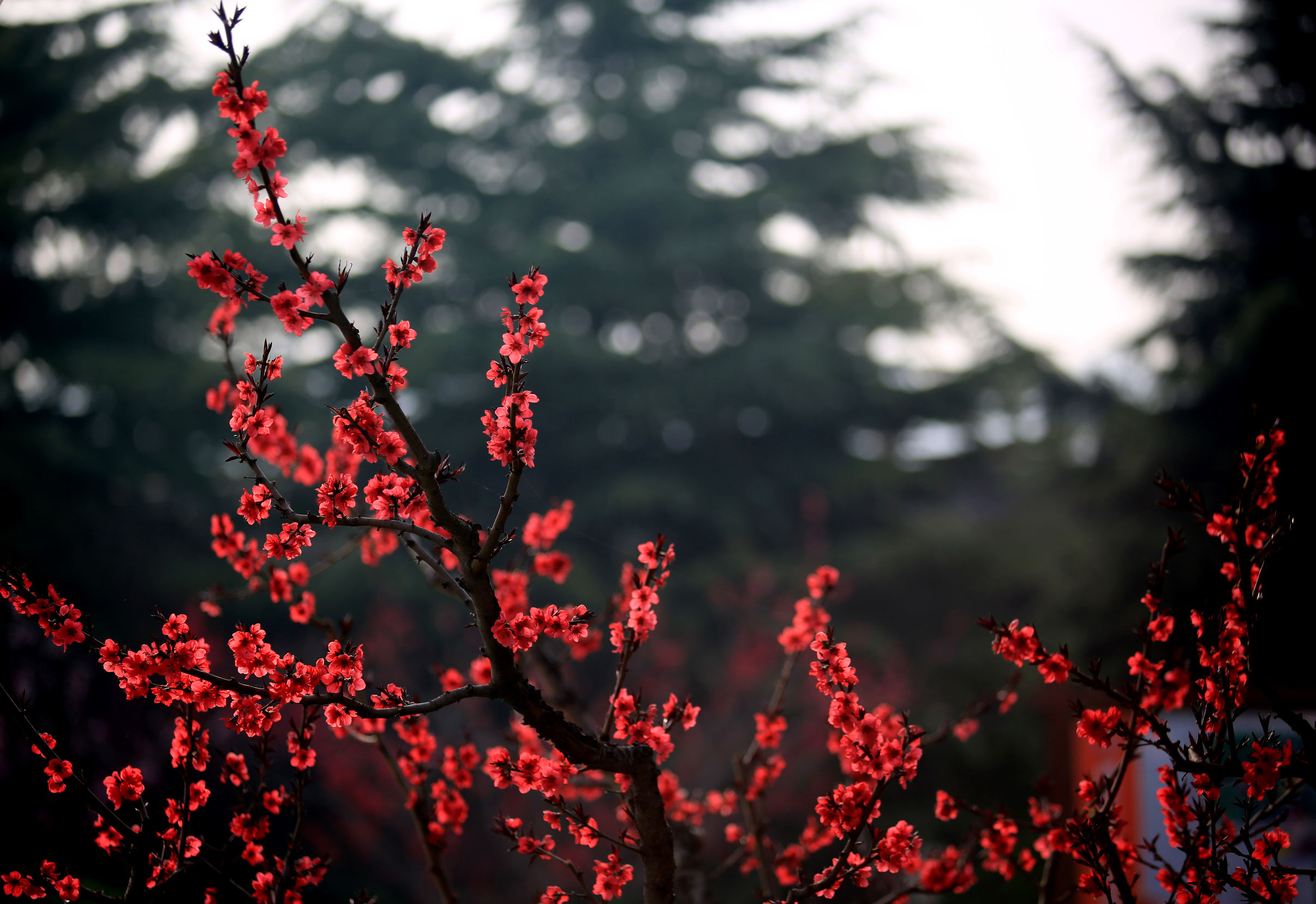 洛阳龙门牡丹园最美牡丹,洛阳国家牡丹园最独特的牡丹