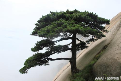 飞花令诗句大全最新版,中国诗词飞花令大全带赏析