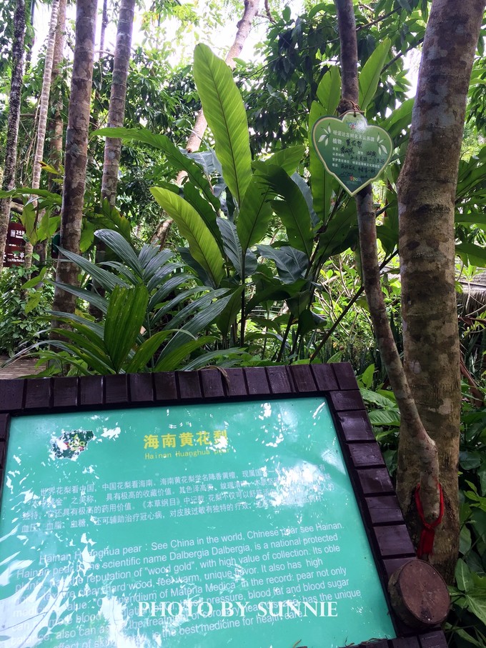 北纬十八度之三亚,北纬18度的旅行三亚游记