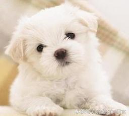 可爱的狗狗品种大全,最可爱的十种狗狗