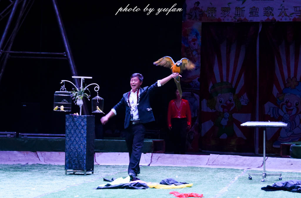 皇家大马戏巴伐利亚,广东哪里有大马戏