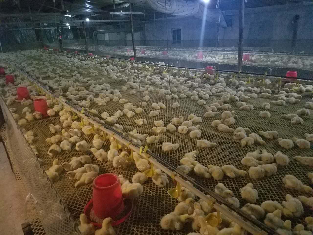 凉鸡爪子怎么做才好吃,鸡爪子凉是怎么回事