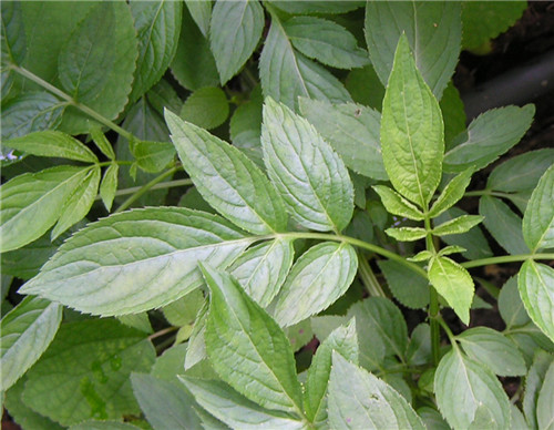 农村地里治风湿的野草图片及功效,治风湿最好的一种草