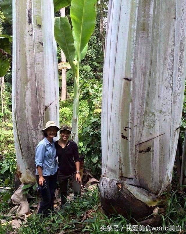 黄香蕉黑香蕉区别图,这些香蕉是给你的英语怎么说