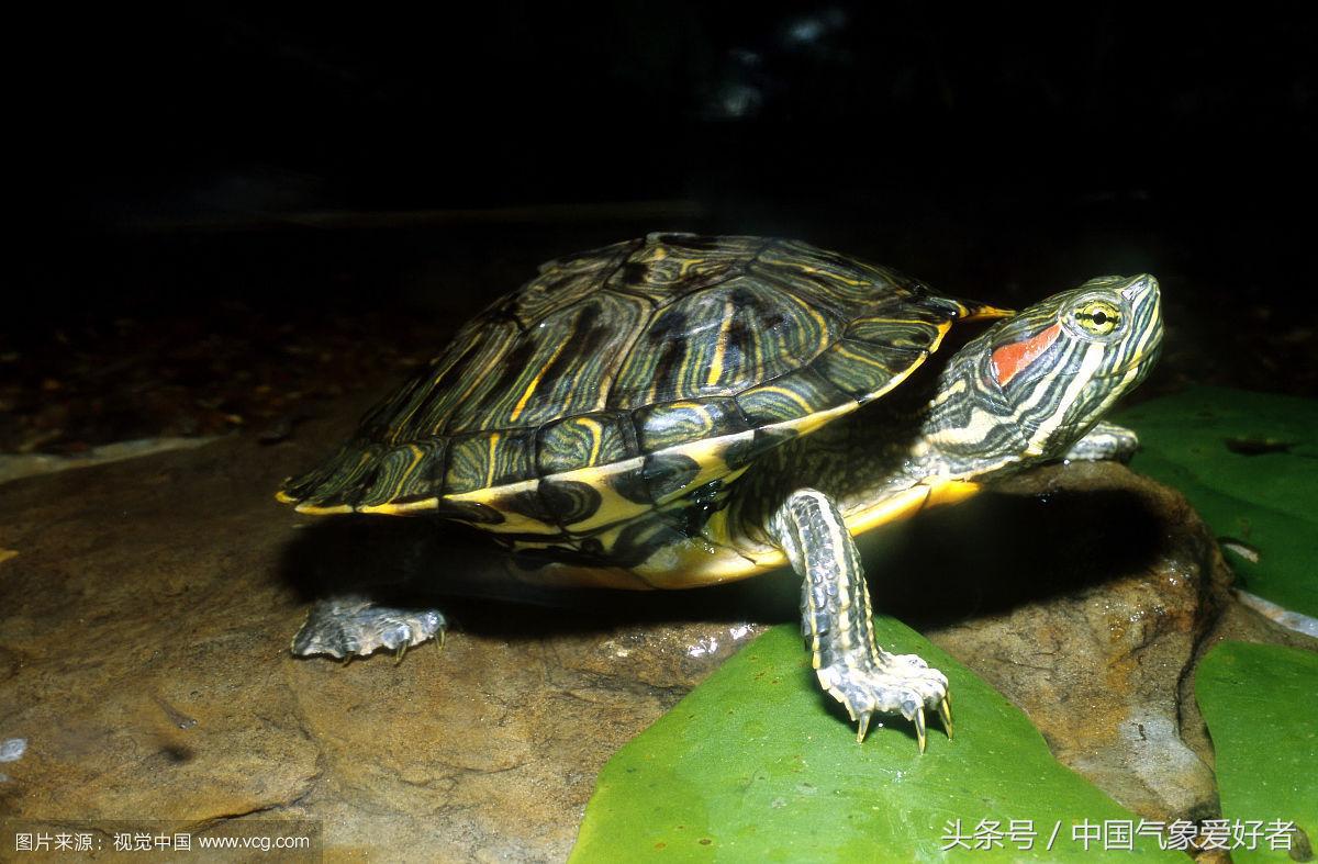 巴西龟放生在河里能活吗,生病的巴西龟放生能活吗