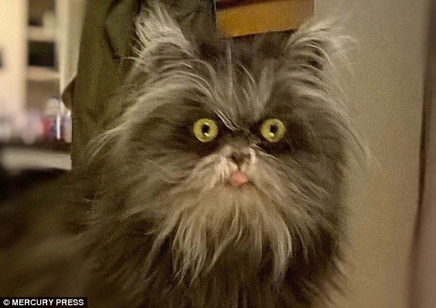 一只患有“狼人综合症”的猫，脸上总是不停的长毛出来