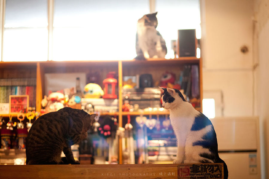 西安还有这么一个地方可以让你被猫咪围绕，享受当铲屎官的感觉