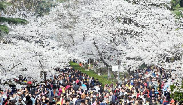 一场樱花雨醉了人间四月天,人间最美四月天樱花怒放