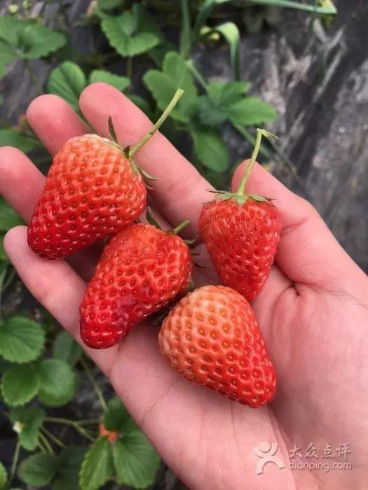 又到草莓时节,天津采摘草莓好又便宜的地方