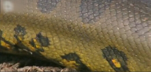 亚马逊河十大恐怖动物森蚺,巨型森蚺和巨型鳄鱼谁厉害