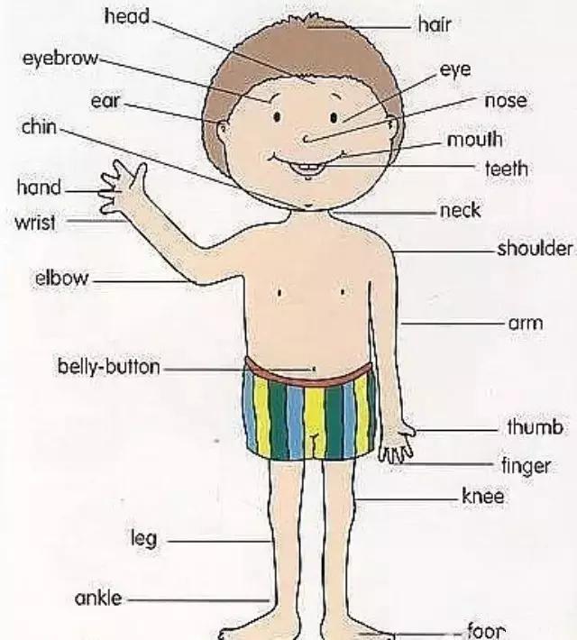 人体各部位英文及配图,人体各部位英文名称详细
