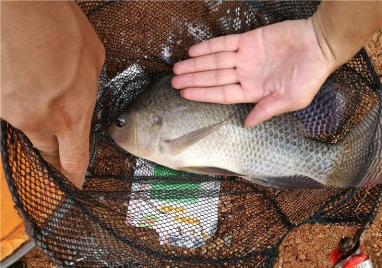 广西玉林钓土鲮鱼钓法,玉林钓土鲮的方法