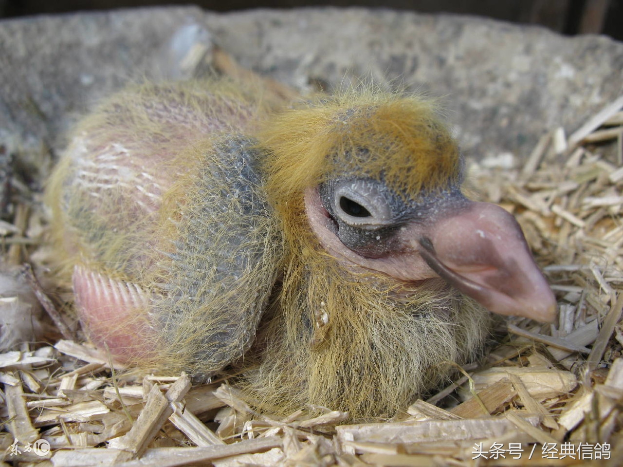 关于信鸽知识的讲解,信鸽知识大全