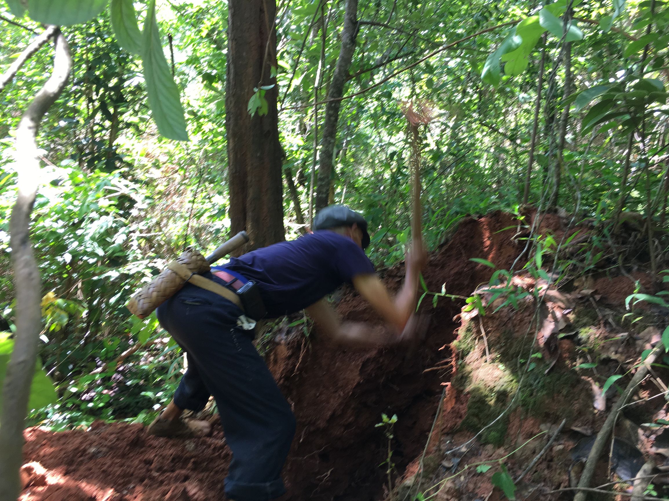 云南大山悬崖野蜂蜜,云南红河绿春大黑山野生蜂蜜