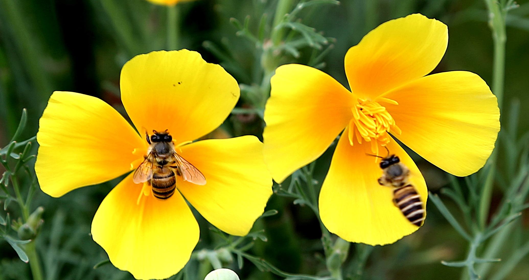带您了解蜂蜜的特性,蜂蜜是怎样形成的简单说明