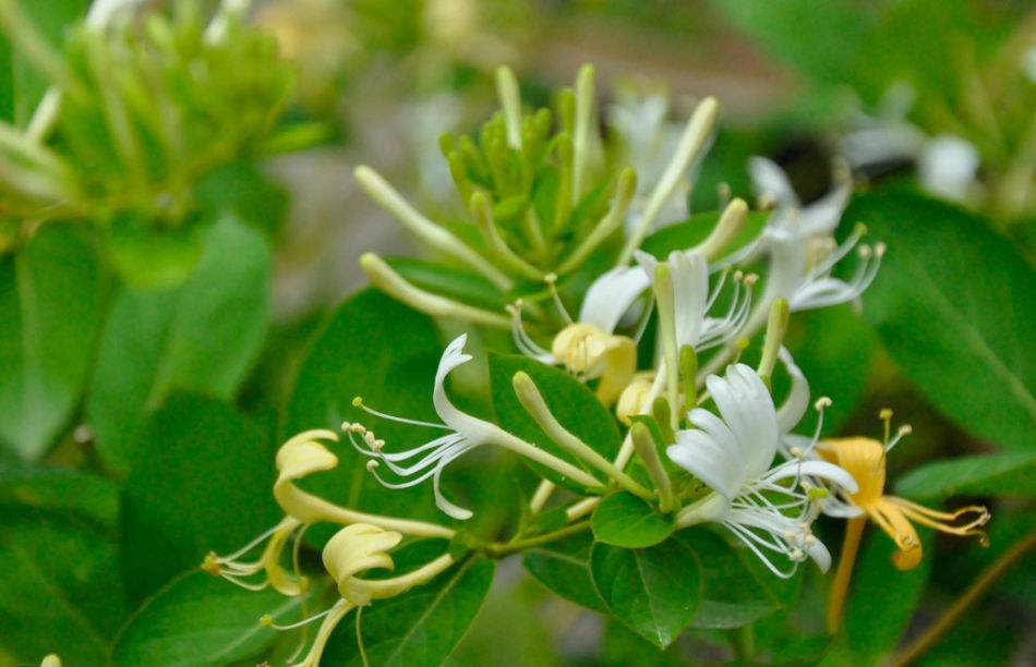 身边常见的中草药功效大全,常见中草药排名及功效