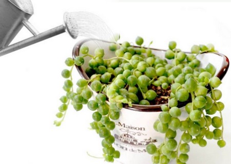 佛珠多肉专用土还需要陶粒垫底吗,多肉佛珠怎么种