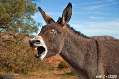 小驴拉大磨一坎接一坎,小毛驴有没有钱