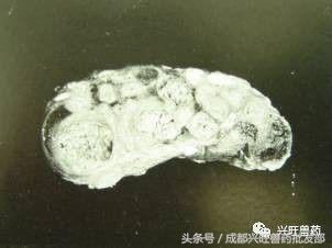 牛这三种疾病必须防治，马虎不得！