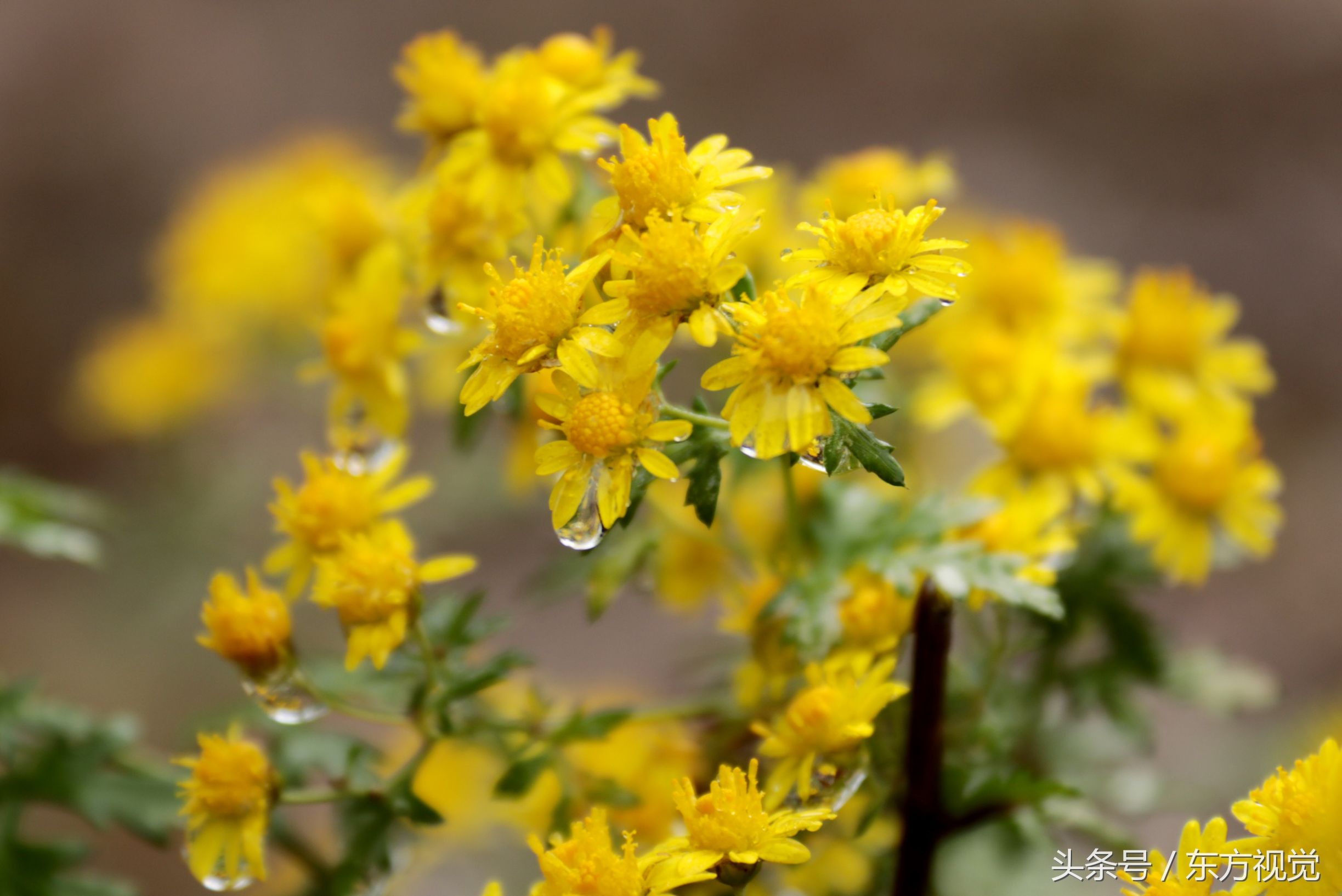二十四节气寒露的介绍,寒露节气知识