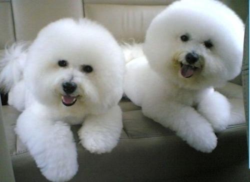 比熊犬口臭泪痕重吃什么药,比熊没有食欲铲屎官该怎么做