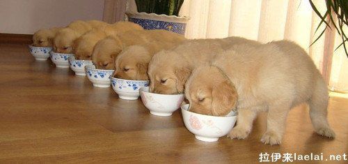 狗狗肠胃炎怎么办？狗狗肠胃炎的原因及治疗