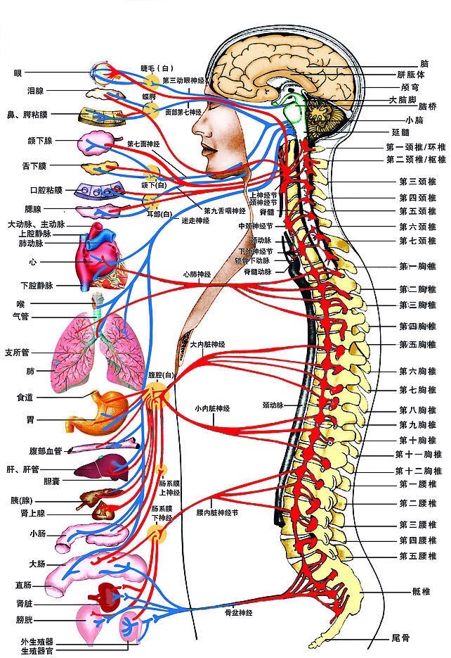 二十多年的过敏性鼻炎，颈椎病竟然是罪魁祸首！