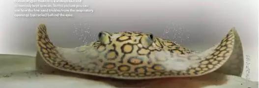 原生魟鱼,魟鱼原生