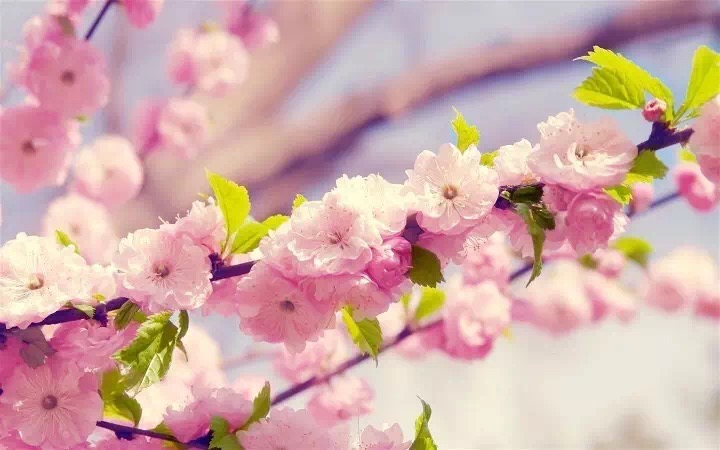 十里春风赏花季,你的朋友圈配词准备好了吗?