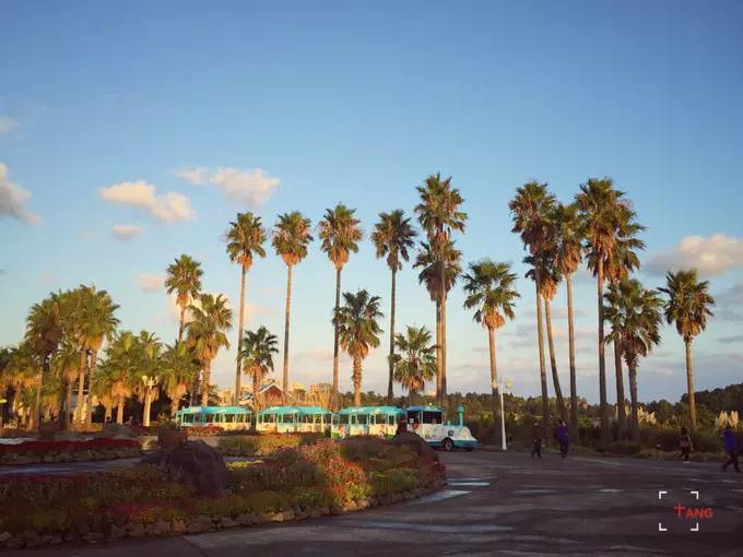 做一只治愈的猫,做一只快乐的柴犬