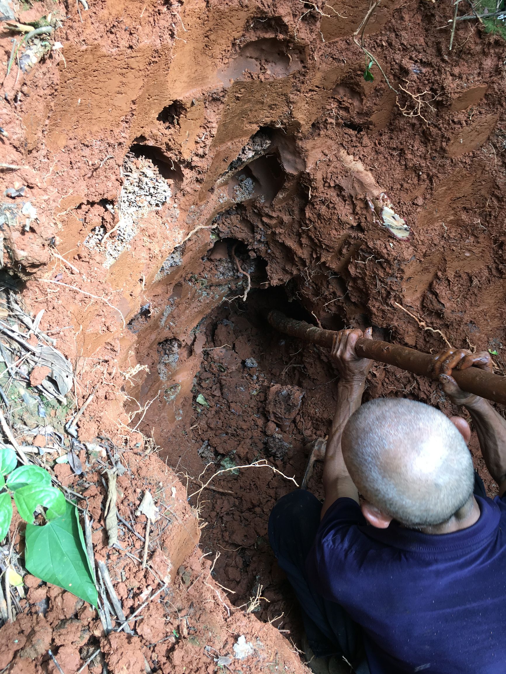 云南大山悬崖野蜂蜜,云南红河绿春大黑山野生蜂蜜