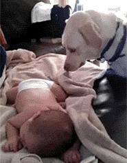 拉布拉多犬百科知识科普,了解拉布拉多犬的基本信息