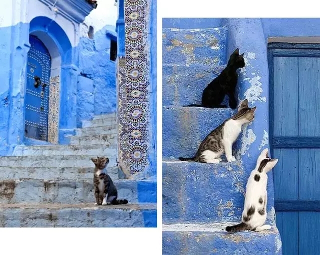 喵星人｜铲屎大大，发现一个超适合撸猫的地方……