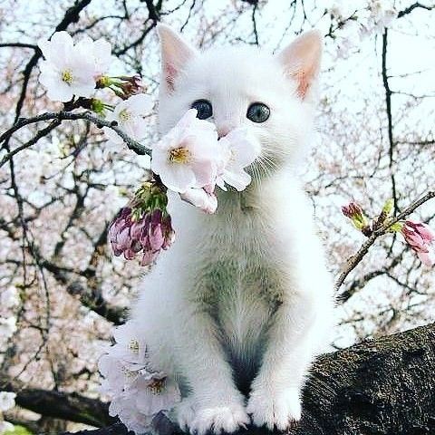 猫咪喝药呛到气管里总咳嗽,猫咪像是呛到了一样咳嗽