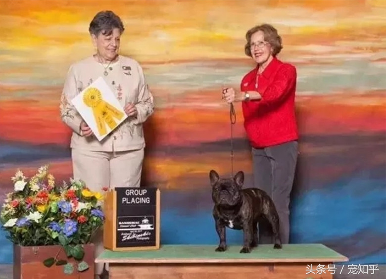 世界名犬英国,世界名犬杜高犬