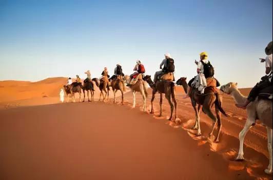 喵星人｜铲屎大大，发现一个超适合撸猫的地方……