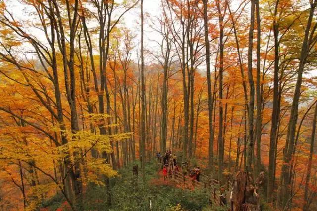 成都乐山红叶彩林,四川红叶彩林旅游节