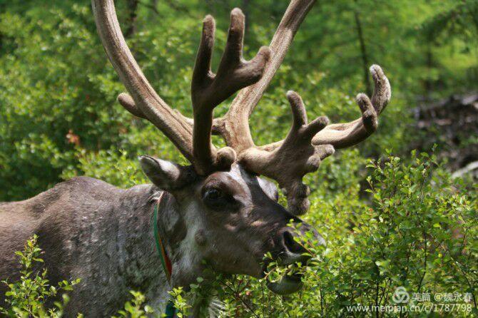 内蒙古草原旅游度假村,内蒙古敖鲁古雅景区