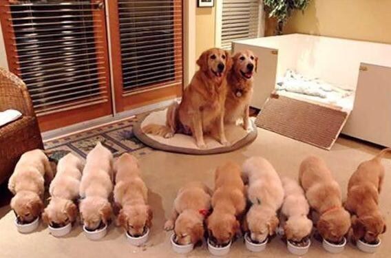 狗狗怎么看出主人怀孕,狗狗判断主人怀孕