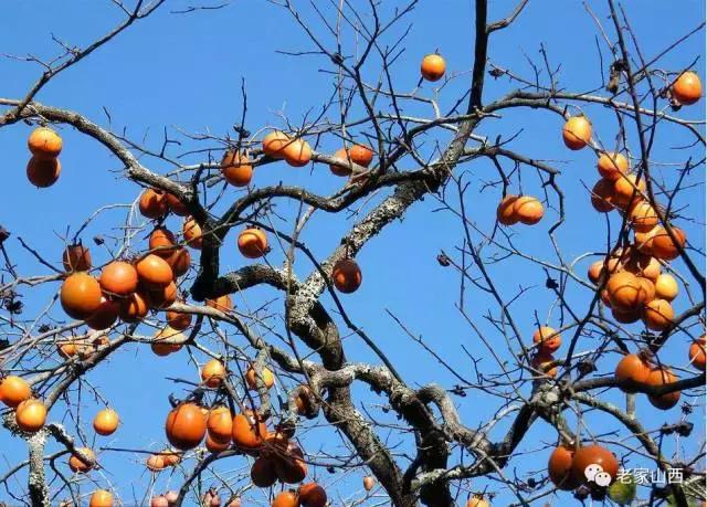 走到哪里都忘不掉家乡的味道,走到哪里也忘不了老家